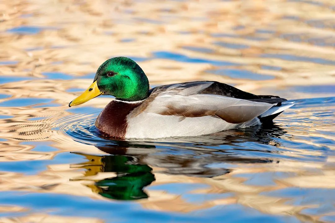 湖中凫水的绿头野鸭，是国家二级保护动物。©摄图网