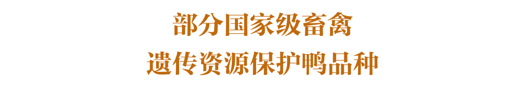 听说，没有一只鸭子可以活过秋天？