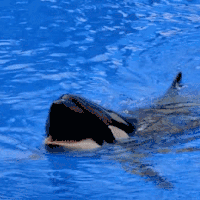 海上公园 篇二十五：海中大熊猫/水下小张飞/顶级猎手/虎鲸剧场/海豚类物种中的最大码号/上海海昌海洋公园记录攻略游记/再不看以后可能就没有了
