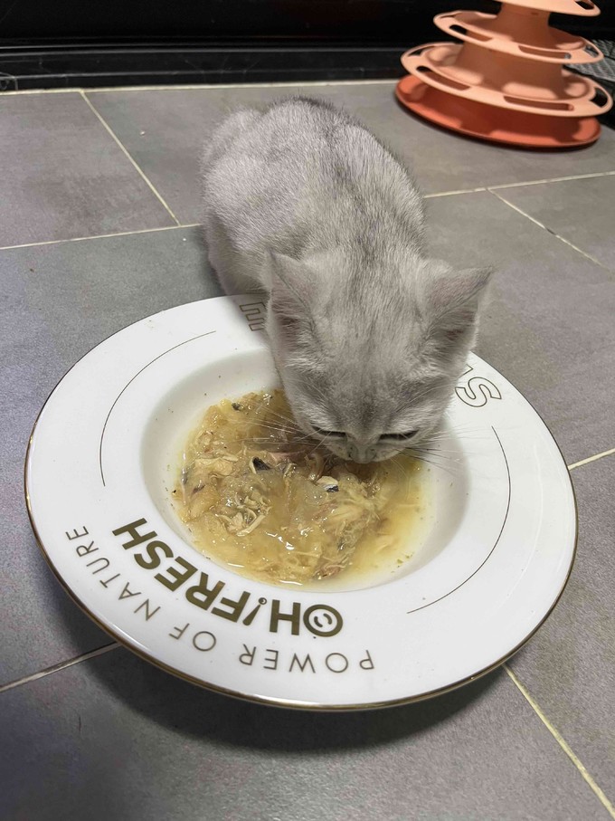 猫咪湿粮/罐头