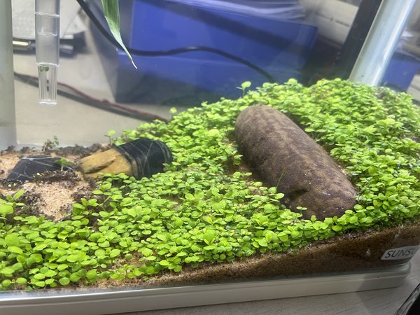 价格不贵，效果贼明显！