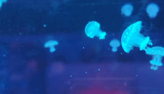 缤纷珊瑚，绚丽水母～这靓丽多姿的外星人👽水母啊哈～珊瑚水母馆/海昌海洋公园游记/攻略