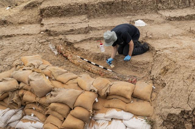 以色列南部发现50万年前完整象牙，长2.5米