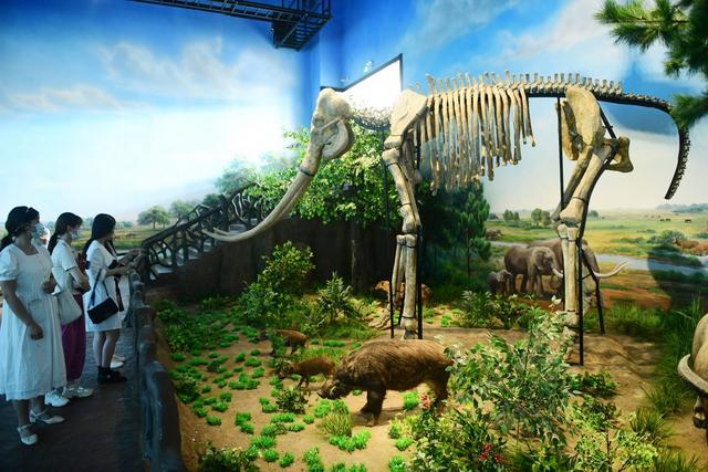以色列南部发现50万年前完整象牙，长2.5米