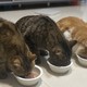 四猫家庭----猫砂选择