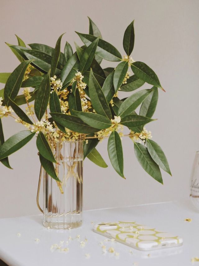 陷入秋天的温柔陷阱|||可爱的秋天是桂花味