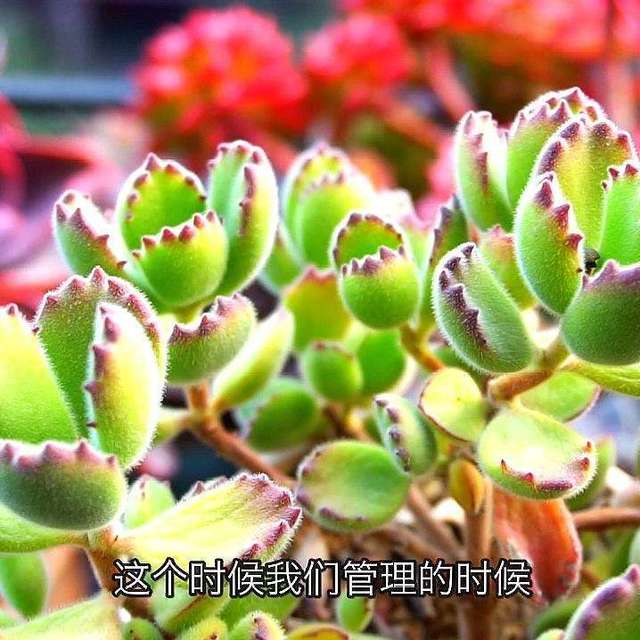 秋降至花花草草换新家，来1688选花盆