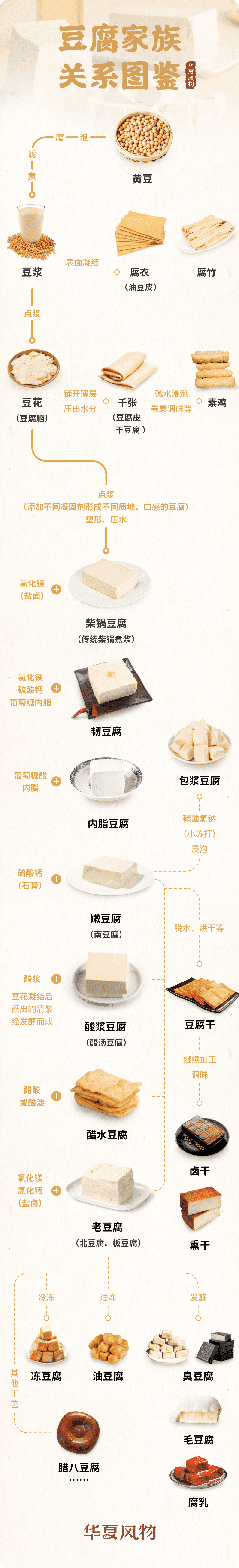 黄豆腐家族关系一览图 ©华夏风物