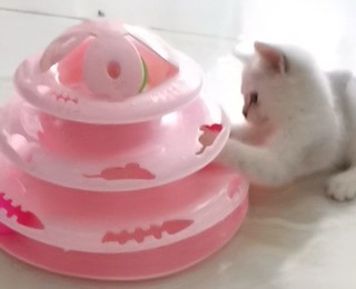 猫咪超喜欢的玩具