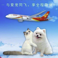 海南航空推出宠物客舱运输服务