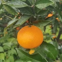 爱媛果冻橙到底是多久成熟多久采摘才是科学的