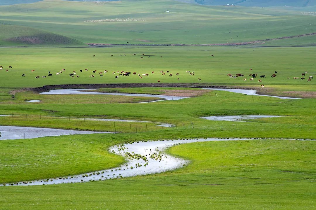 天赐的水草资源，孕育了黄河沿岸高品质的牛羊肉食 ©️摄图网