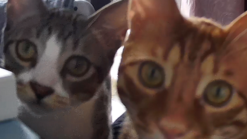 有了它后，出远门再也不用担心家里猫猫了！