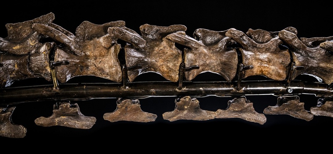 估价1.2-2亿港元，霸王龙化石首显亚洲拍场