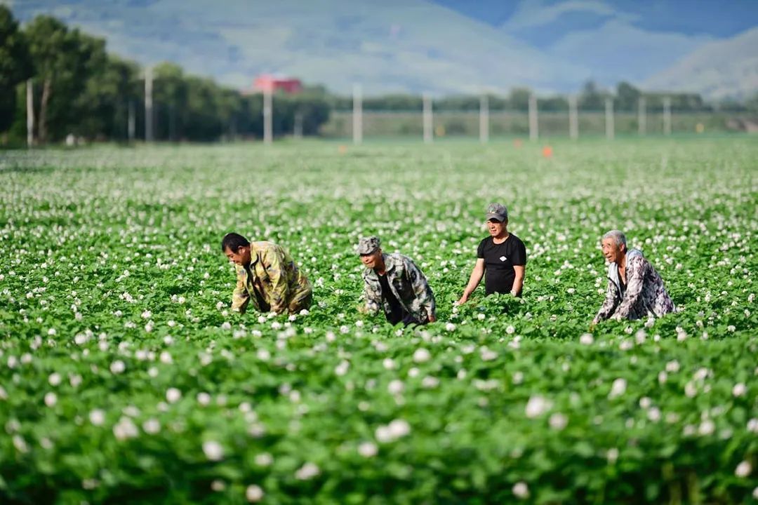乌兰察布土豆种植基地 ©图源网络