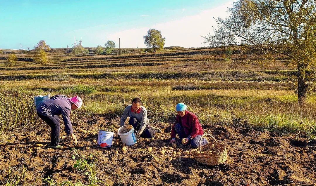 张北县的薯农正忙着采收土豆 ©图源网络