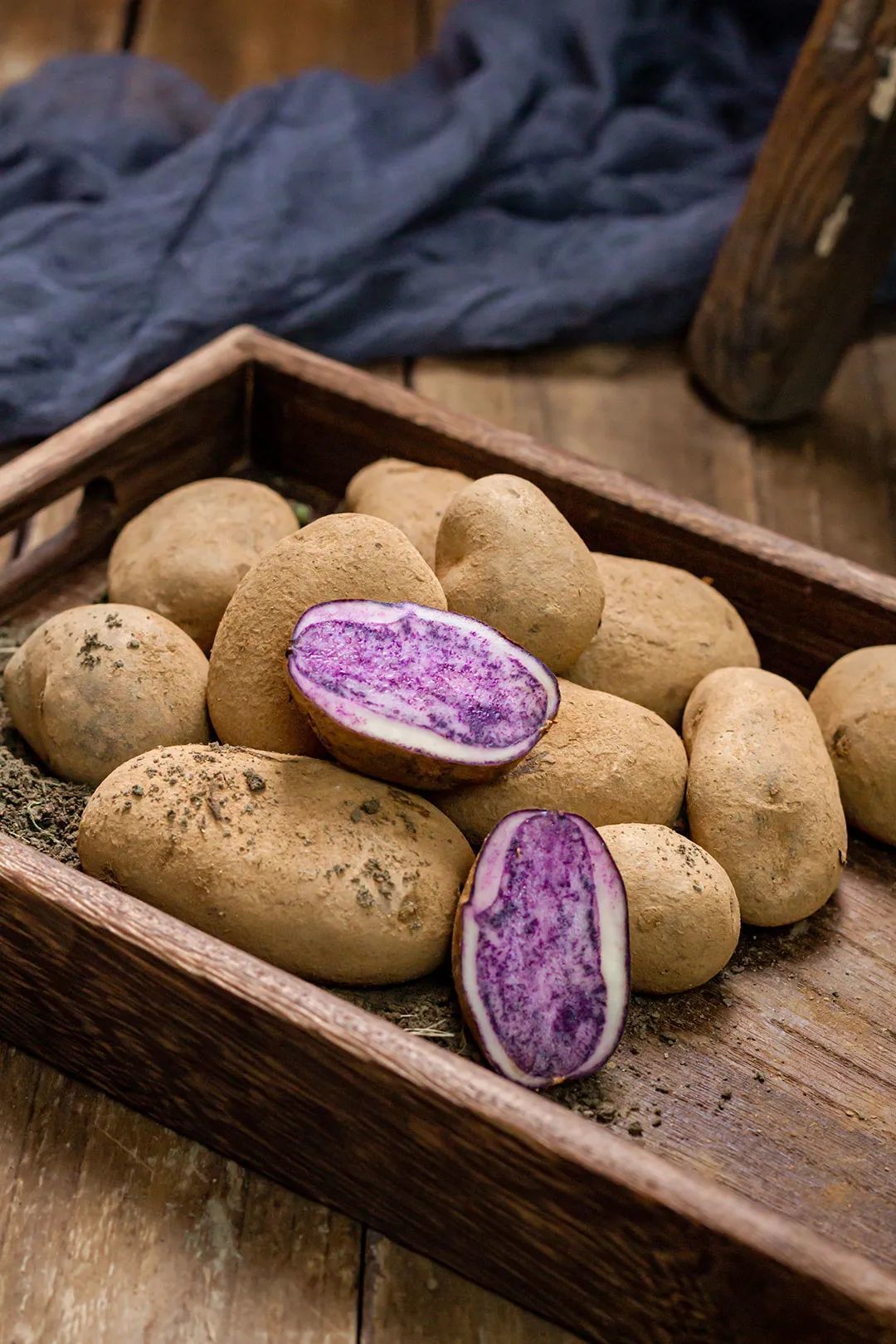 黄皮紫心的彩色洋芋，其颜色是源自体内花青素成分 ©图虫创意