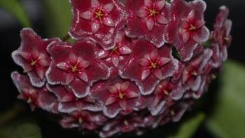 色铁的花花世界——Hoya 球兰（1）