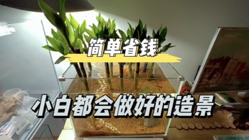 富贵竹、铜钱草鱼缸造景，新手小白看了都会做