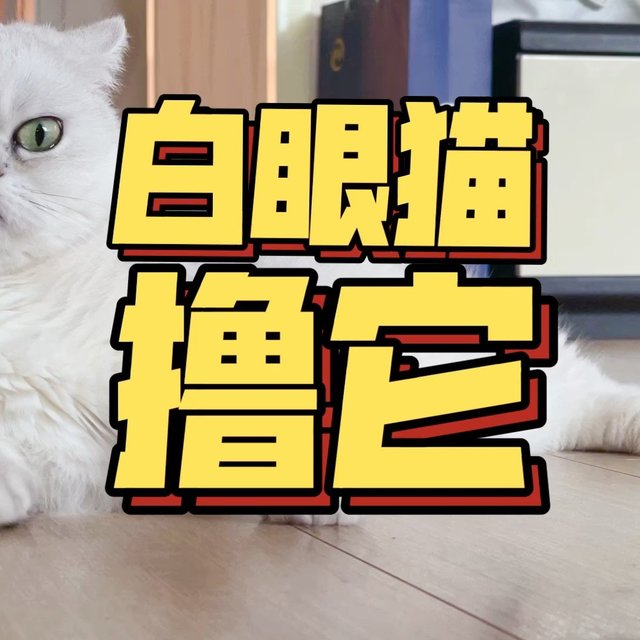养不熟·不感恩的白眼猫 快给我撸它
