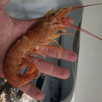 吃比手还大的阿根廷红虾是种什么体验？