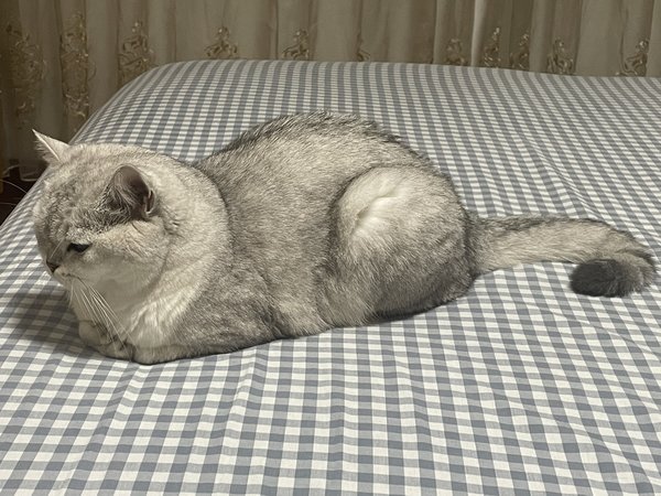 猫粮有啥好拍的？不如看看猫