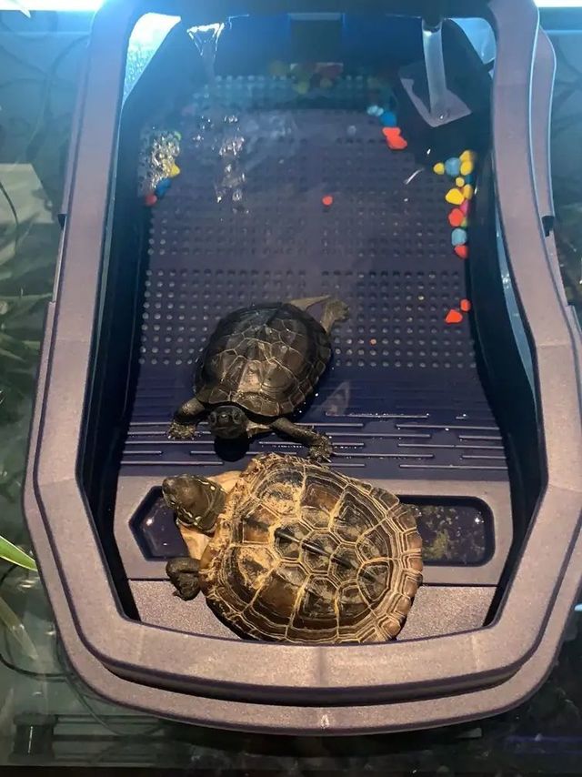 很不错的一款小乌龟鱼缸用料扎实