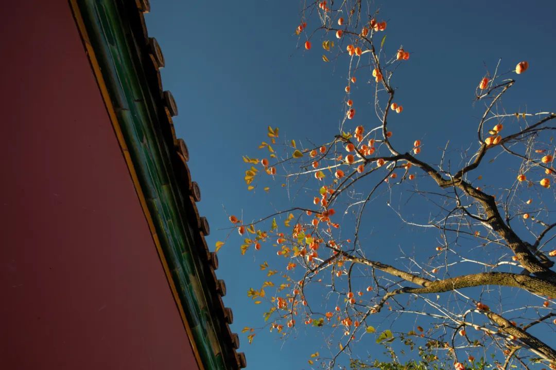 7年往返河南、北京80多次，商丘民警拍出故宫不一样的美