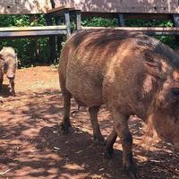 非洲肯尼亚自由行——内罗毕郊区的一日游览（二）