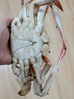 八两一只的天津本地梭子蟹，一只给我吃撑了