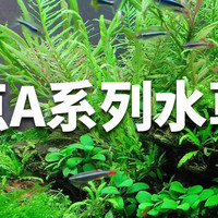 水草缸设备体验：魔点A系列，高性价比水草灯！