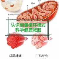 如何认识【肥胖】这件事？系统学习能量循环模式——科学健康减脂