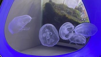 一篇新手向的海月水母饲养记录（踩坑劝退文？）