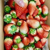 草莓yyds