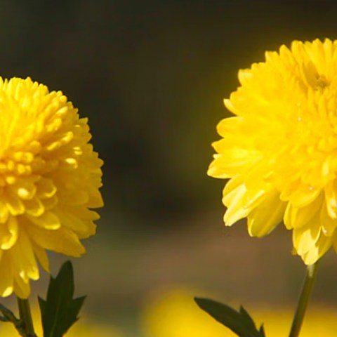 秋季和菊花茶，小心“毒菊花”，3招教你如何分辨