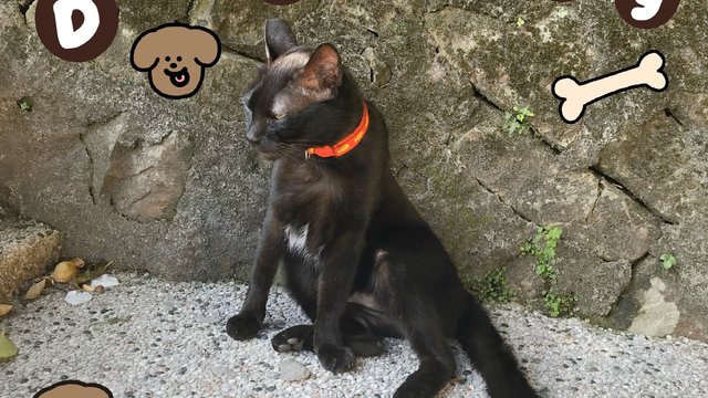 黑猫警长出击[跳跳]看看我的姿势摆好没？