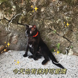 黑猫警长出击[跳跳]看看我的姿势摆好没？