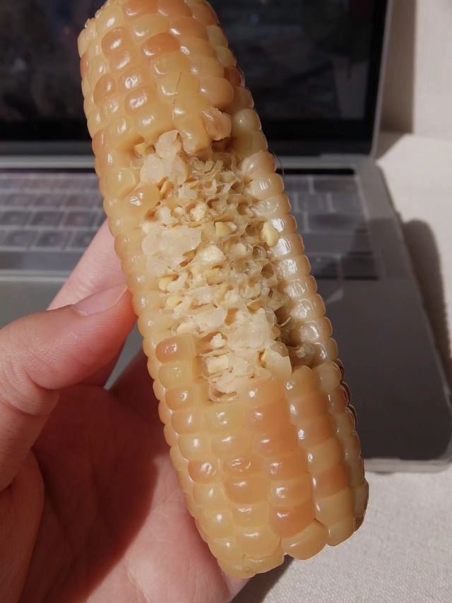 这个云南小玉米是吃糯米长大的吧！太糯了