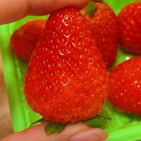又大又红的草莓我爱了