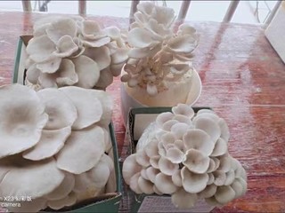 可以自己种的蘑菇，你不来试试？