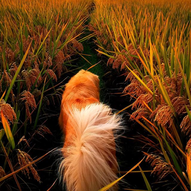 十大狗粮品牌测评！顶制、耐威克、麦富迪、醇粹、海洋之星等哪款狗粮性价比高？