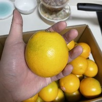 超级好吃的褚橙橙子