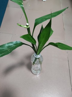 荣曜秋菊，华茂春松