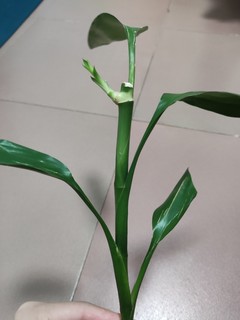 荣曜秋菊，华茂春松