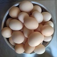 农家土鸡蛋好吃不腥