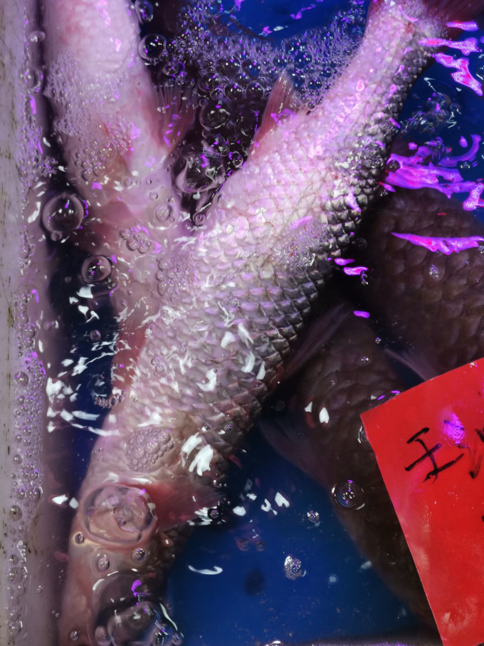 菜市场买到的便宜海鲜10元一斤的海鲚鱼
