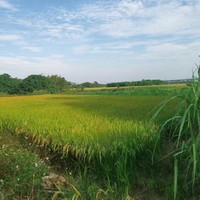 乡下风景阳光都很好，让人心旷神怡