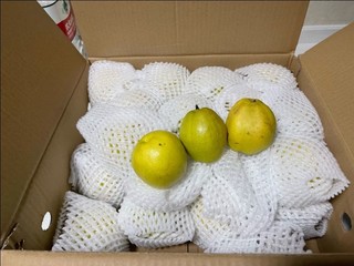 新疆一级库尔勒香梨2kg单果100-120g
