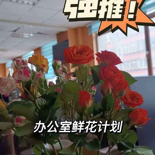 办公室鲜花计划之泡泡玫瑰