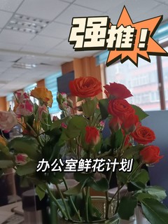 办公室鲜花计划之泡泡玫瑰